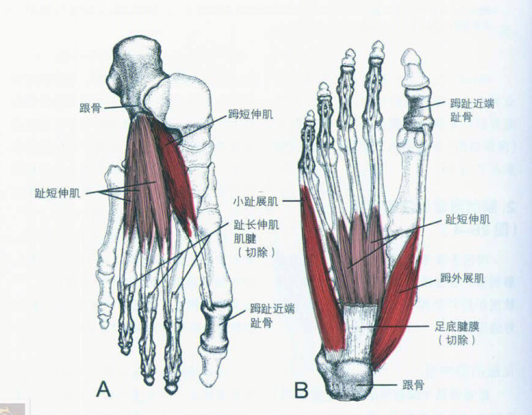 趾短伸,拇短伸,拇外展,趾短屈,小趾外展肌足部的局部肌肉群中,在矢状