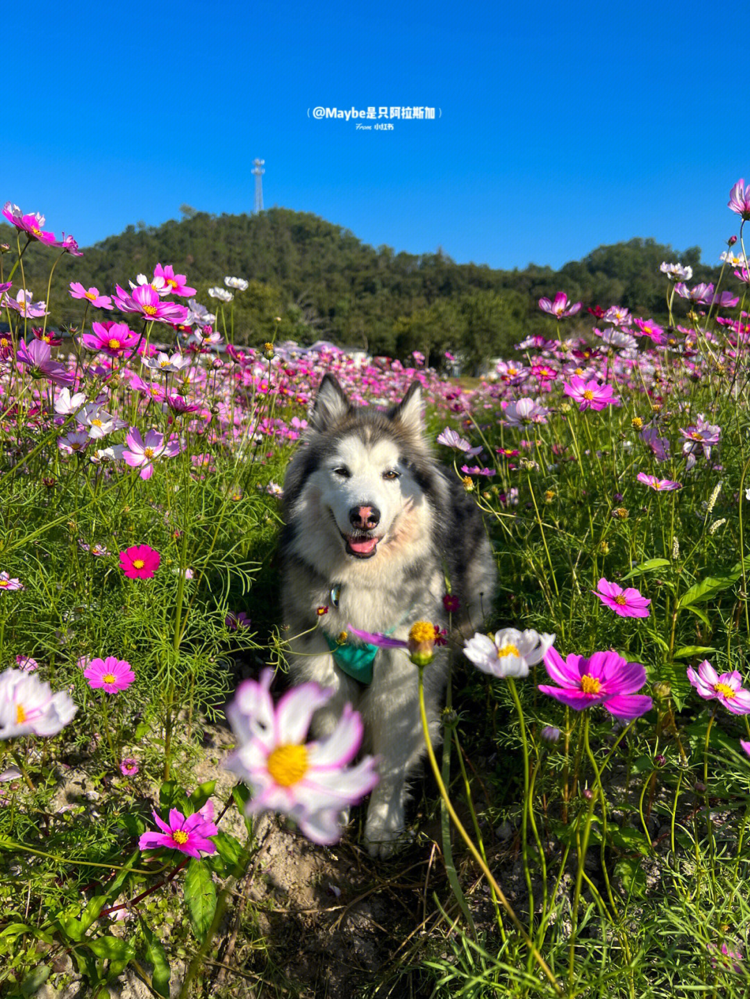 广州可以带狗狗的景点图片