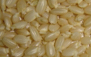 发芽糙米营养价值高于白米