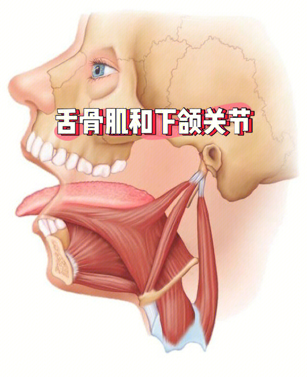 按参与下颌活动分类:闭口:颞肌,咬肌,翼内肌;张口:翼外肌,舌骨上下肌