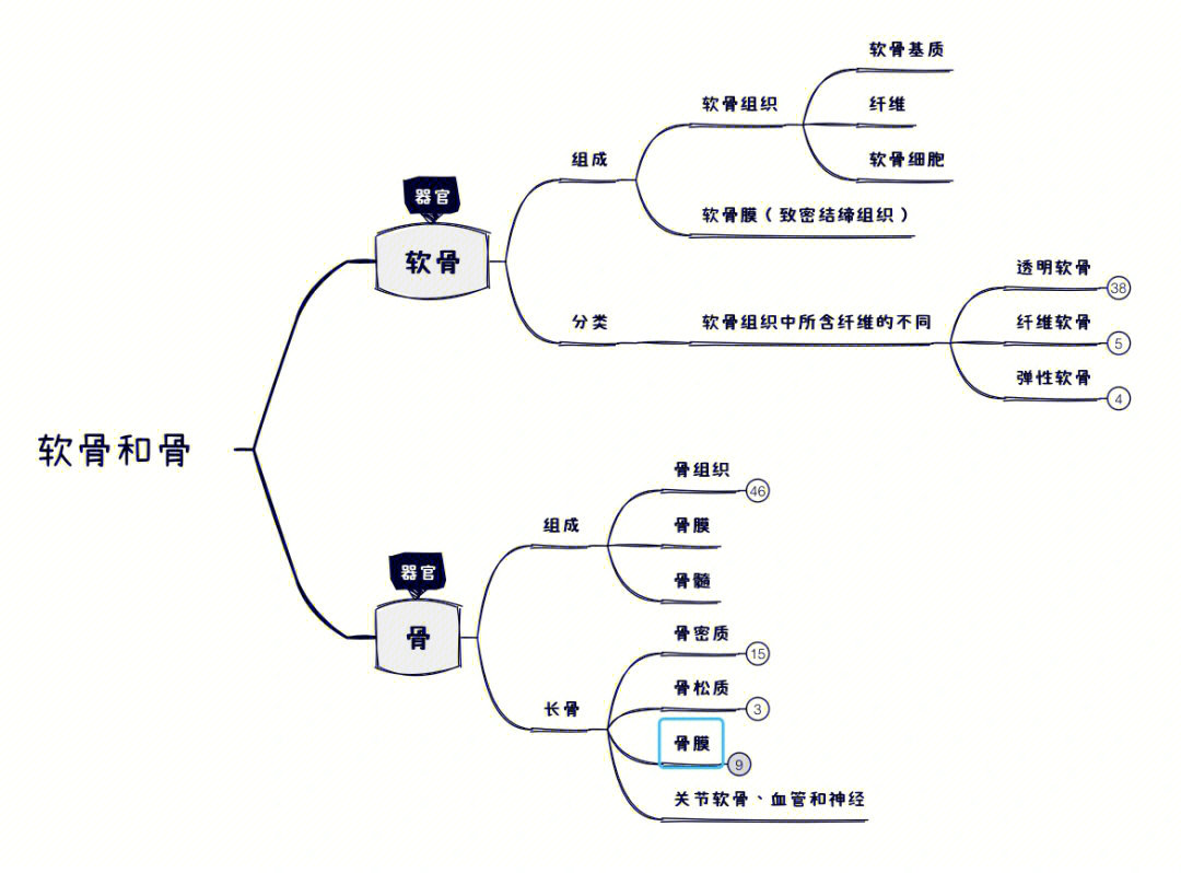 软骨和骨思维导图