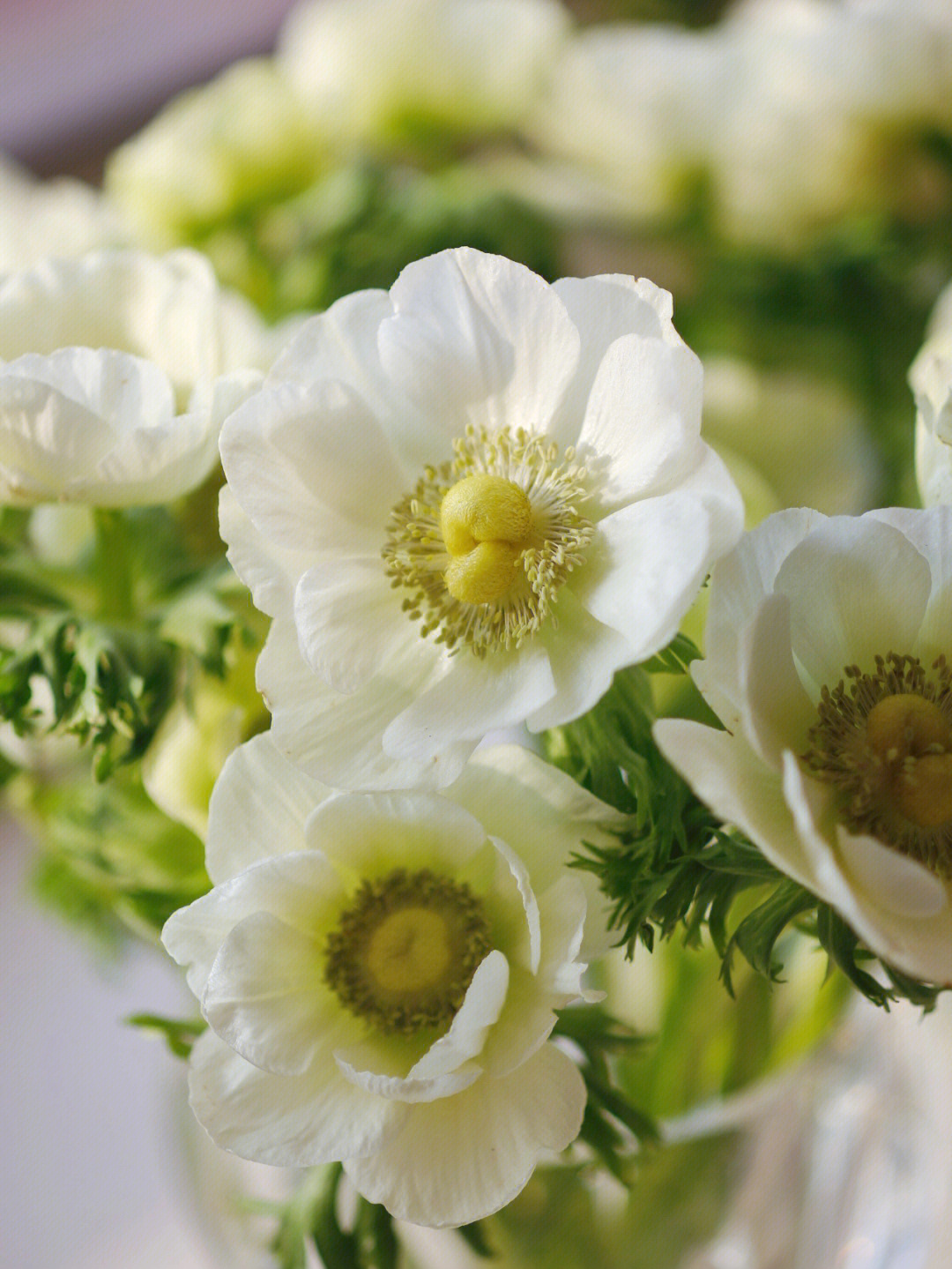 白色银莲花的花语图片