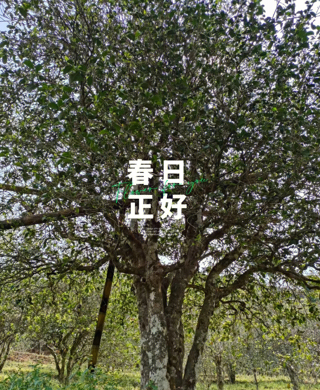 百年古树茶