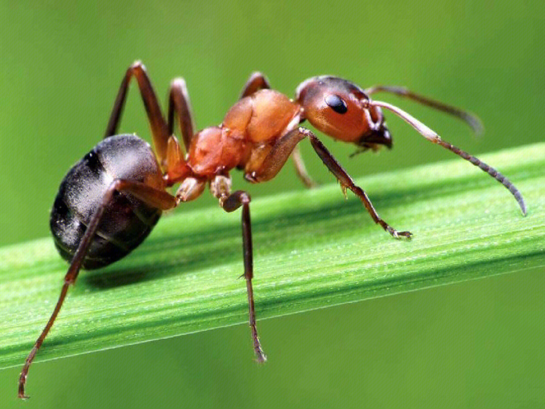 蚂蚁放大100倍的照片图片