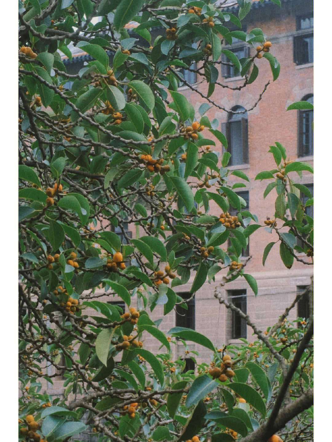 高山榕开花图片