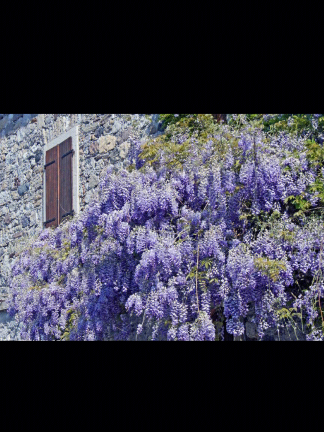 紫藤蓝月亮的花期图片