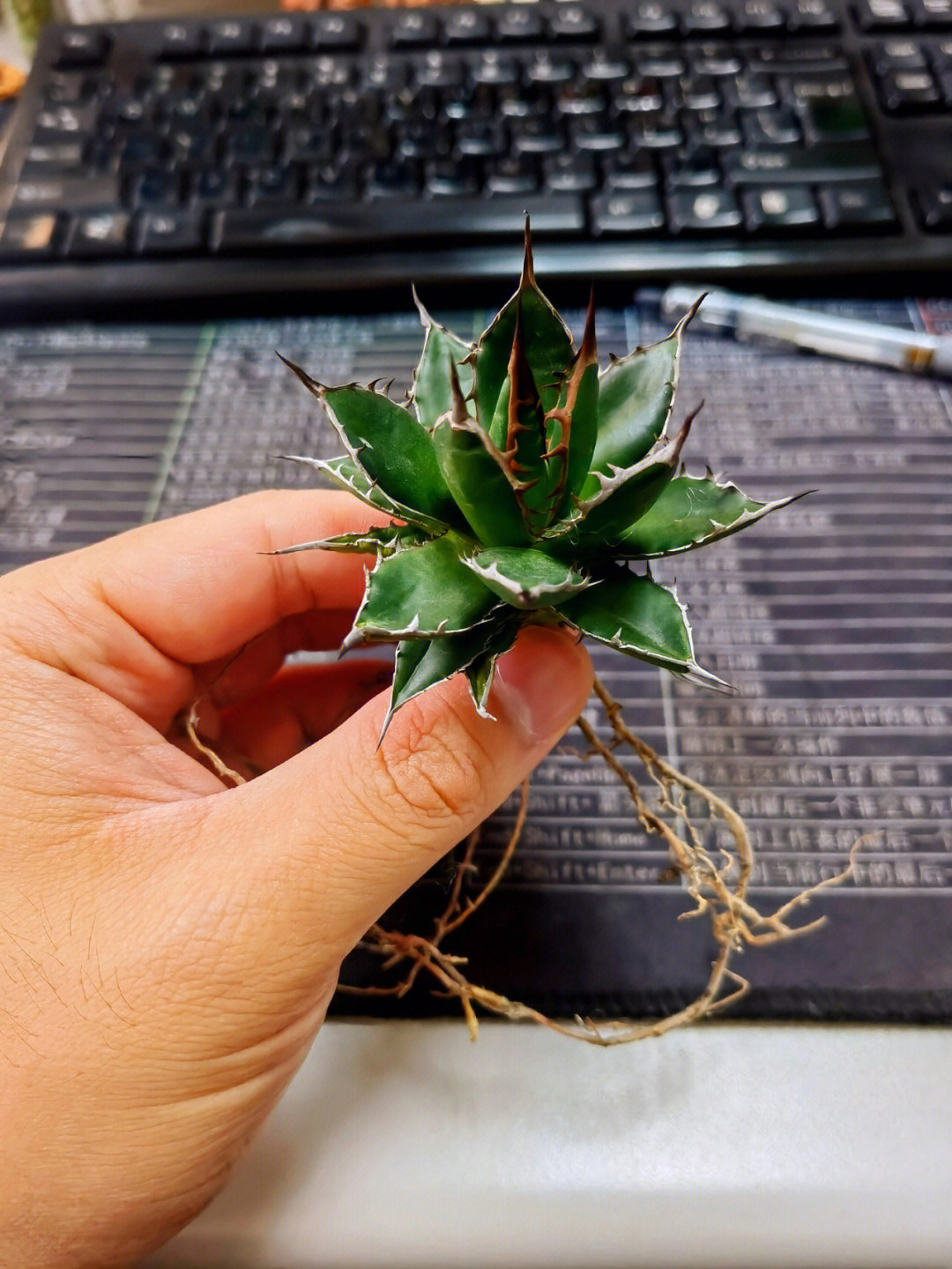 记录一下首棵龙舌兰和芦荟