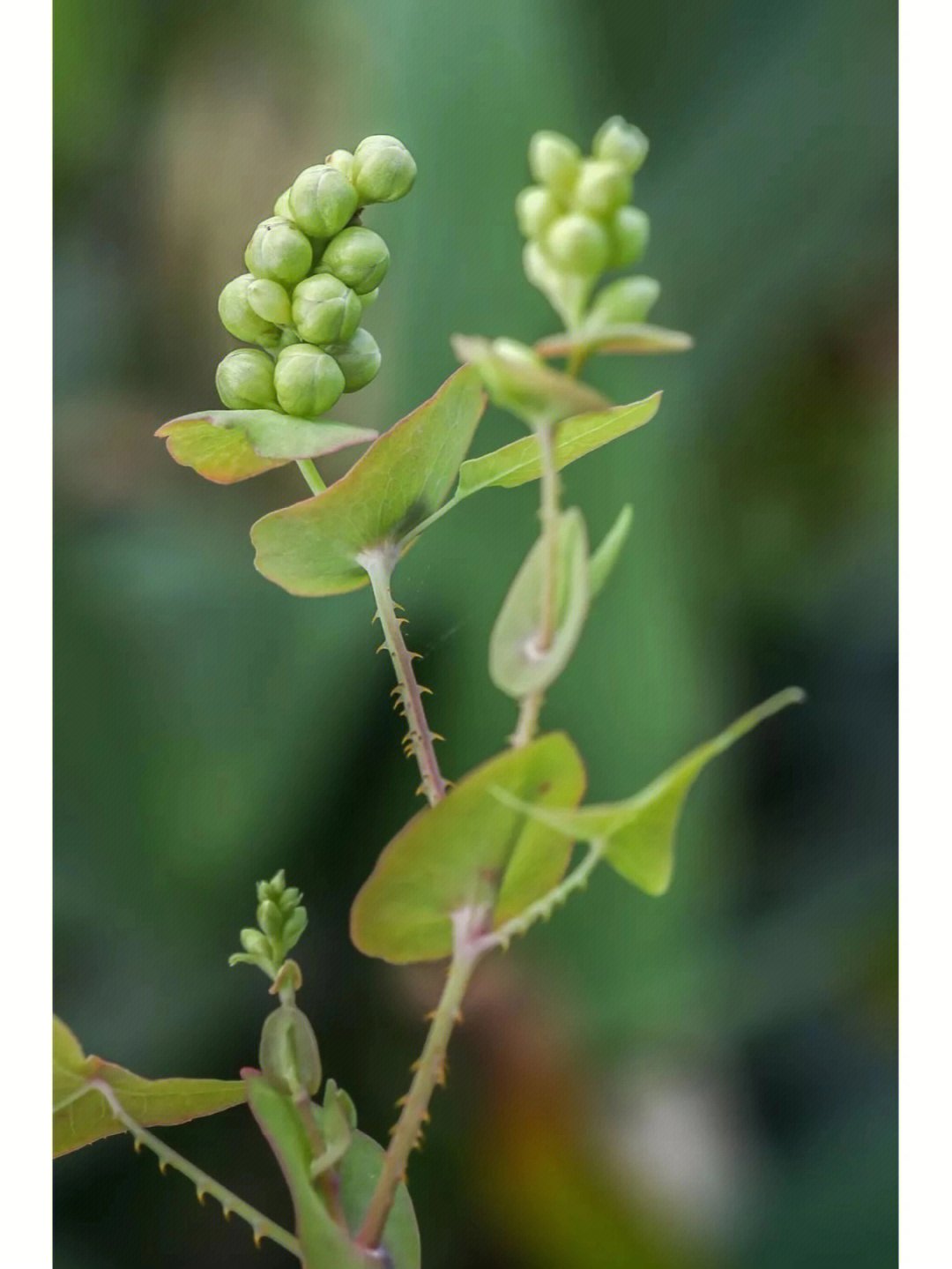 刺茎贯穿托叶鞘而过的贯叶蓼(杠板归)