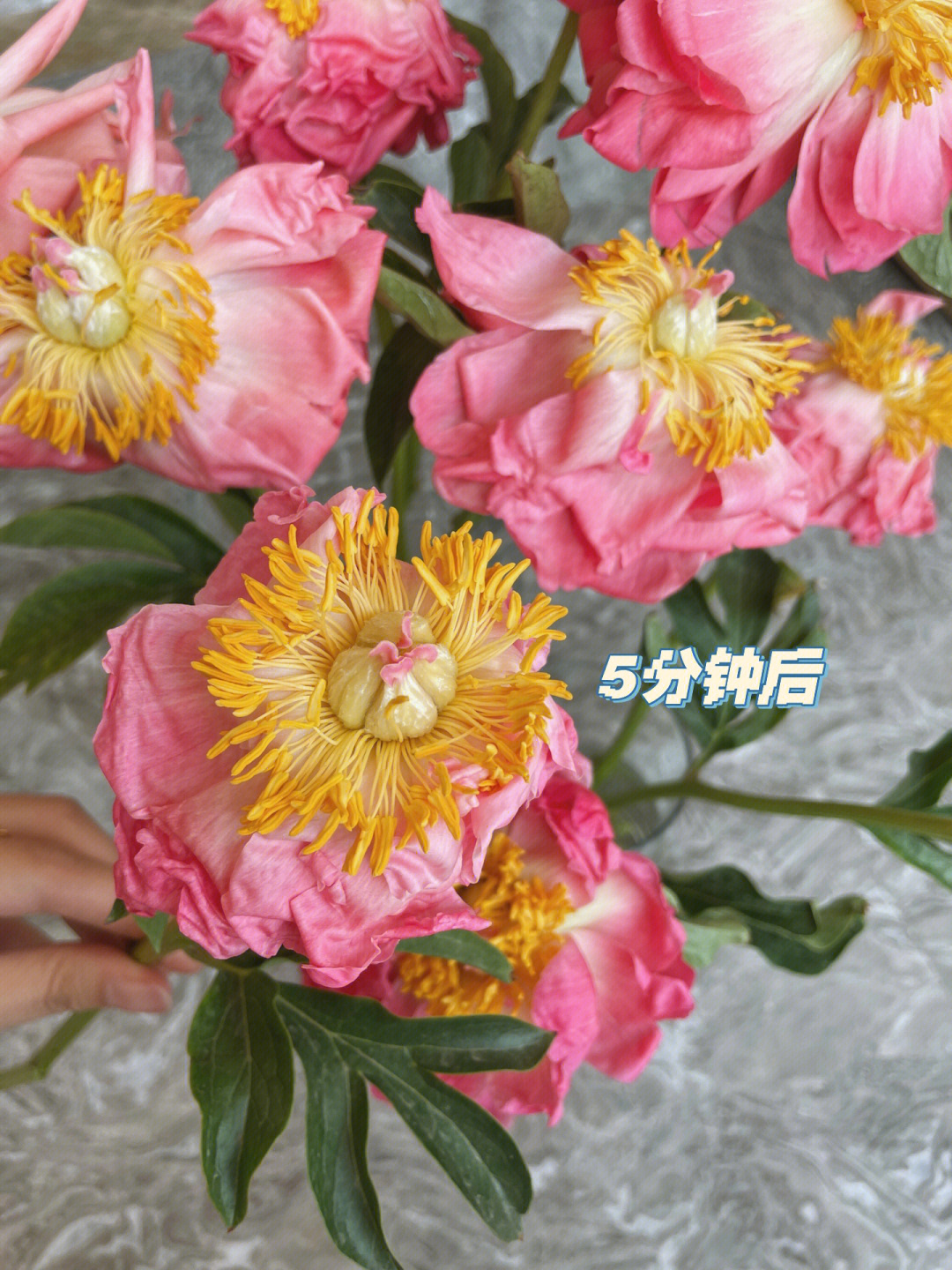 芍药落日珊瑚花语图片