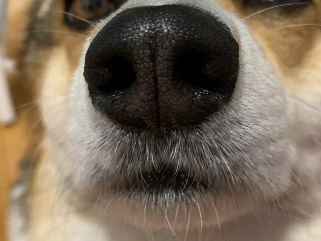 猎犬鼻子看法图片