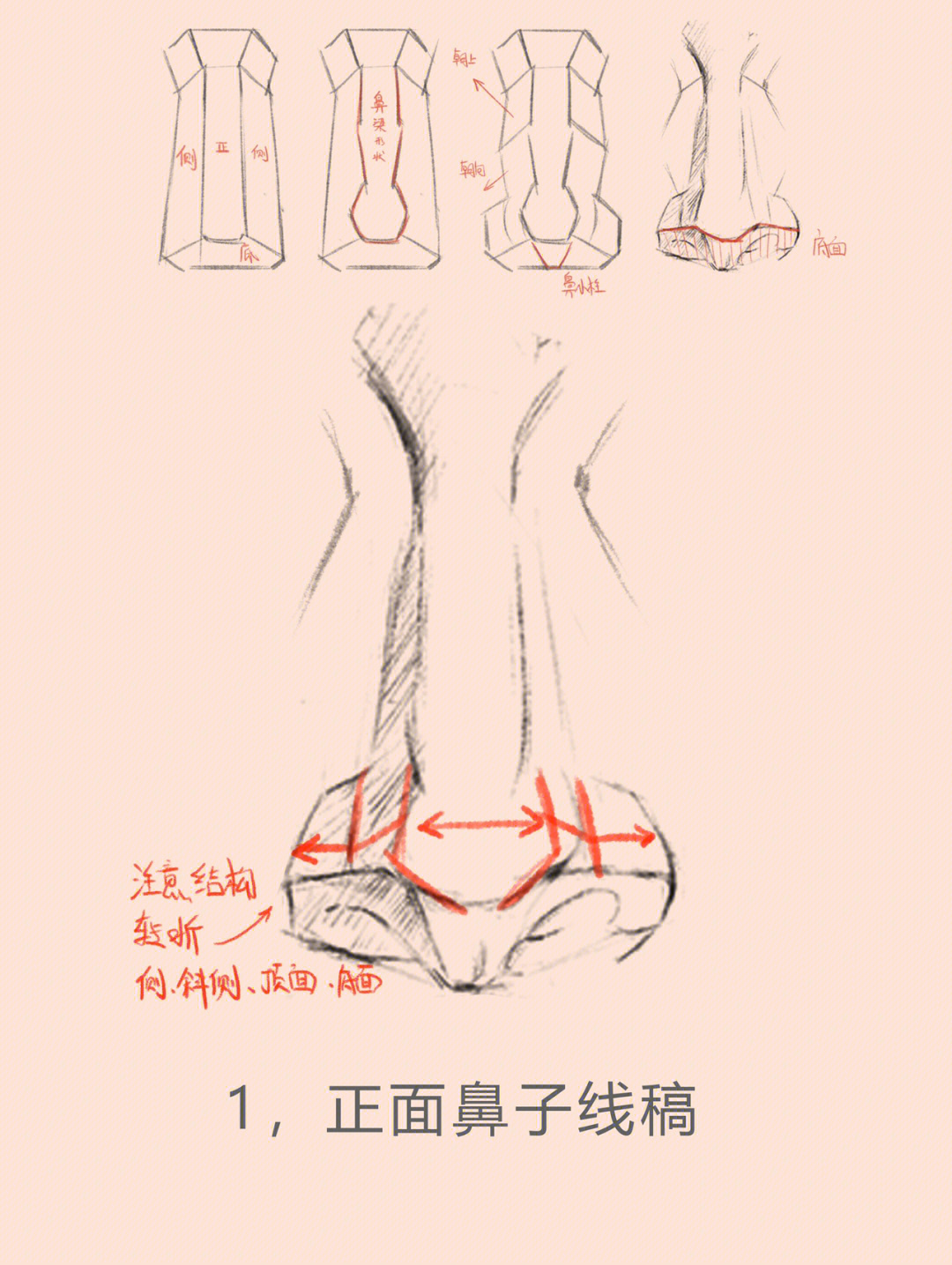 五官鼻子的正面教程安排啦快来取绘画步骤