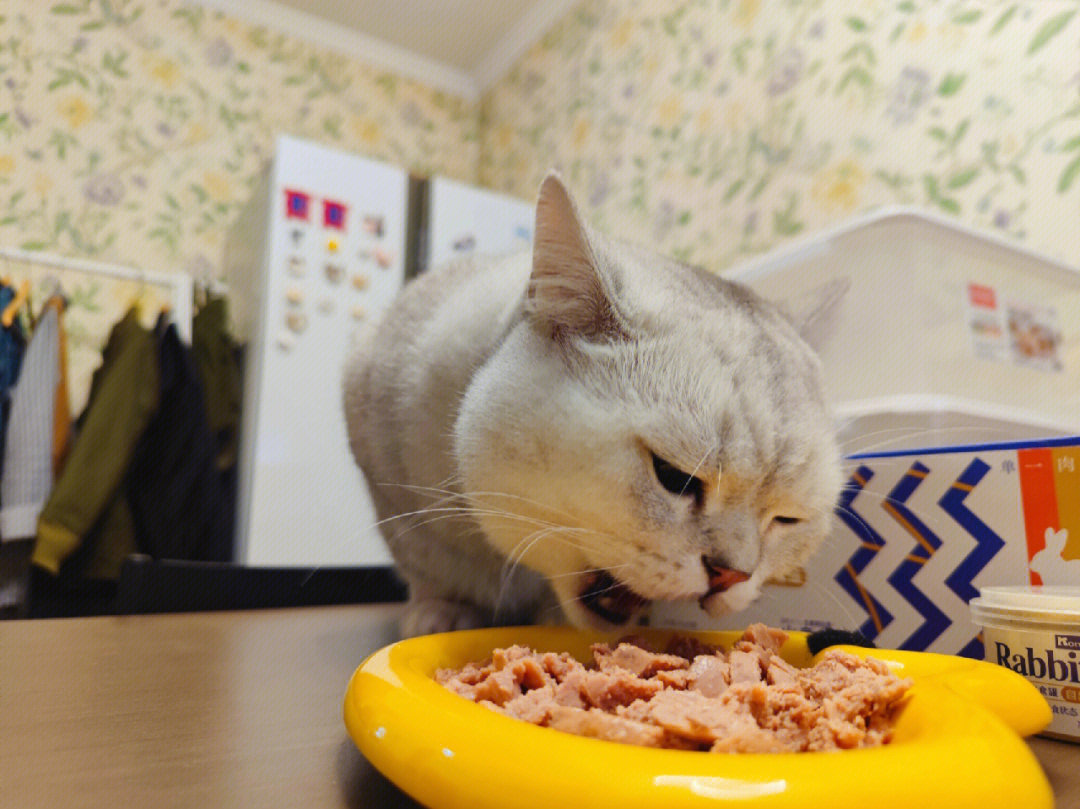 怎么可以吃兔兔猫咪主食罐推荐