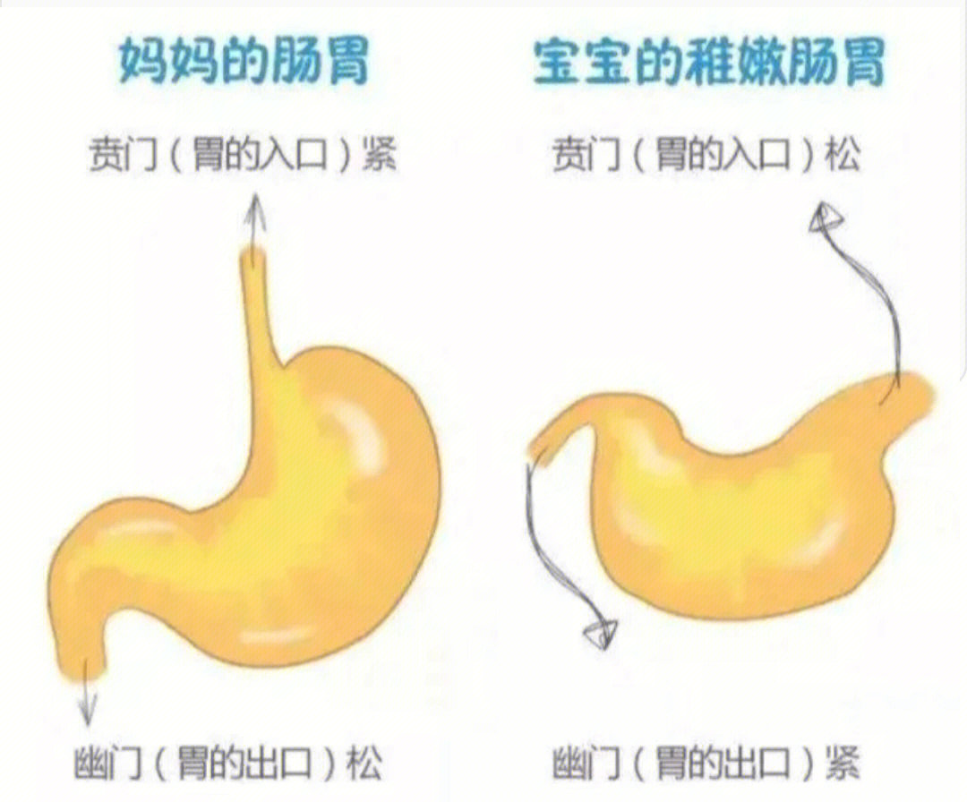 新生儿肠胃结构图图片