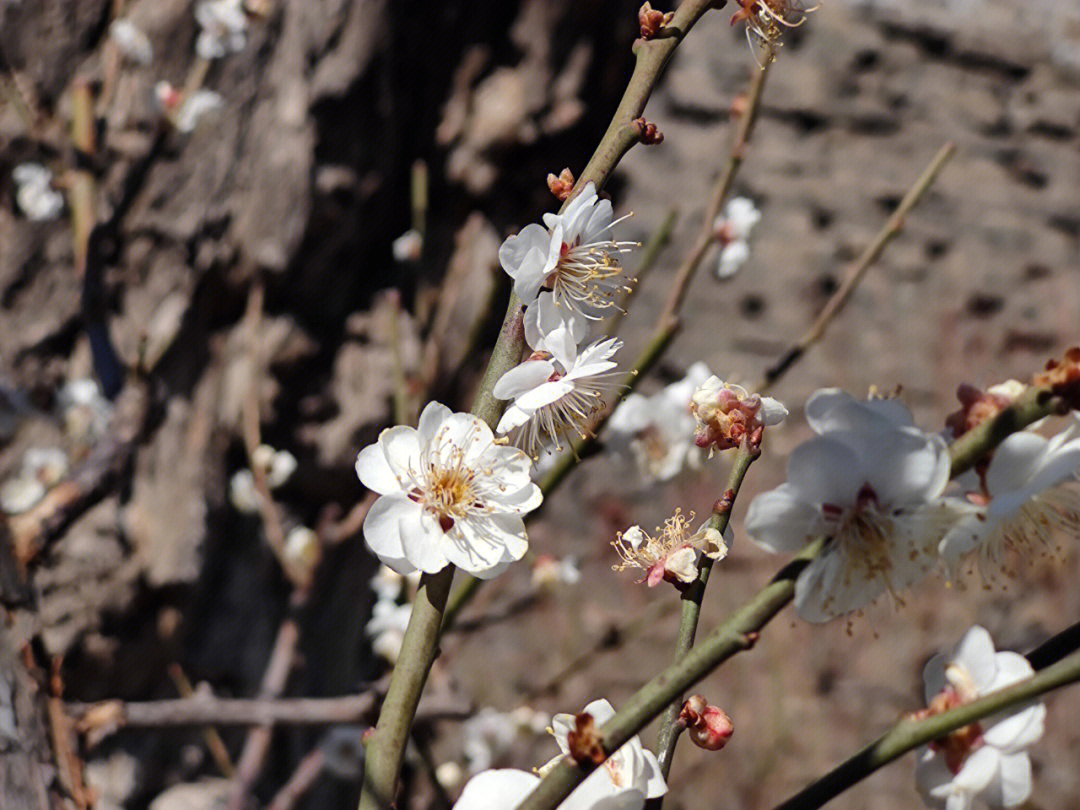 北京赏花季之梅花明城墙遗址公园