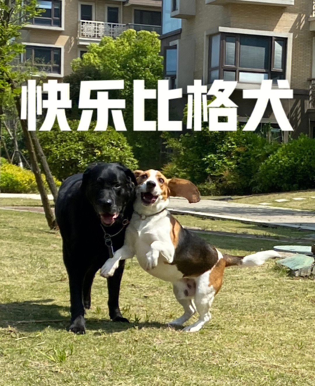 比格犬身高体重标准表图片