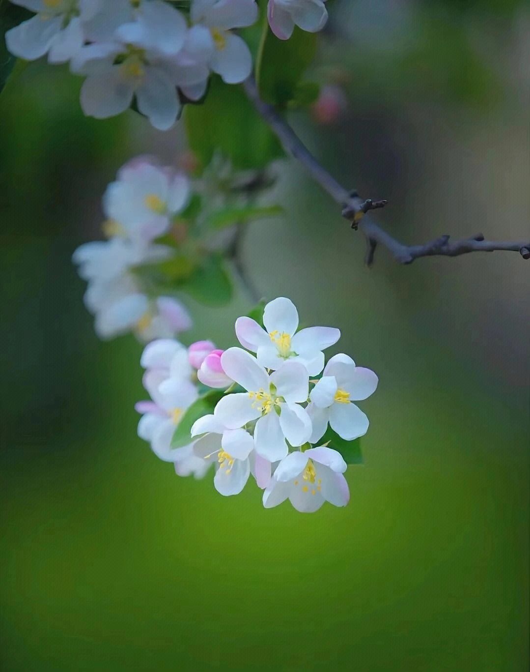 春天的壁纸