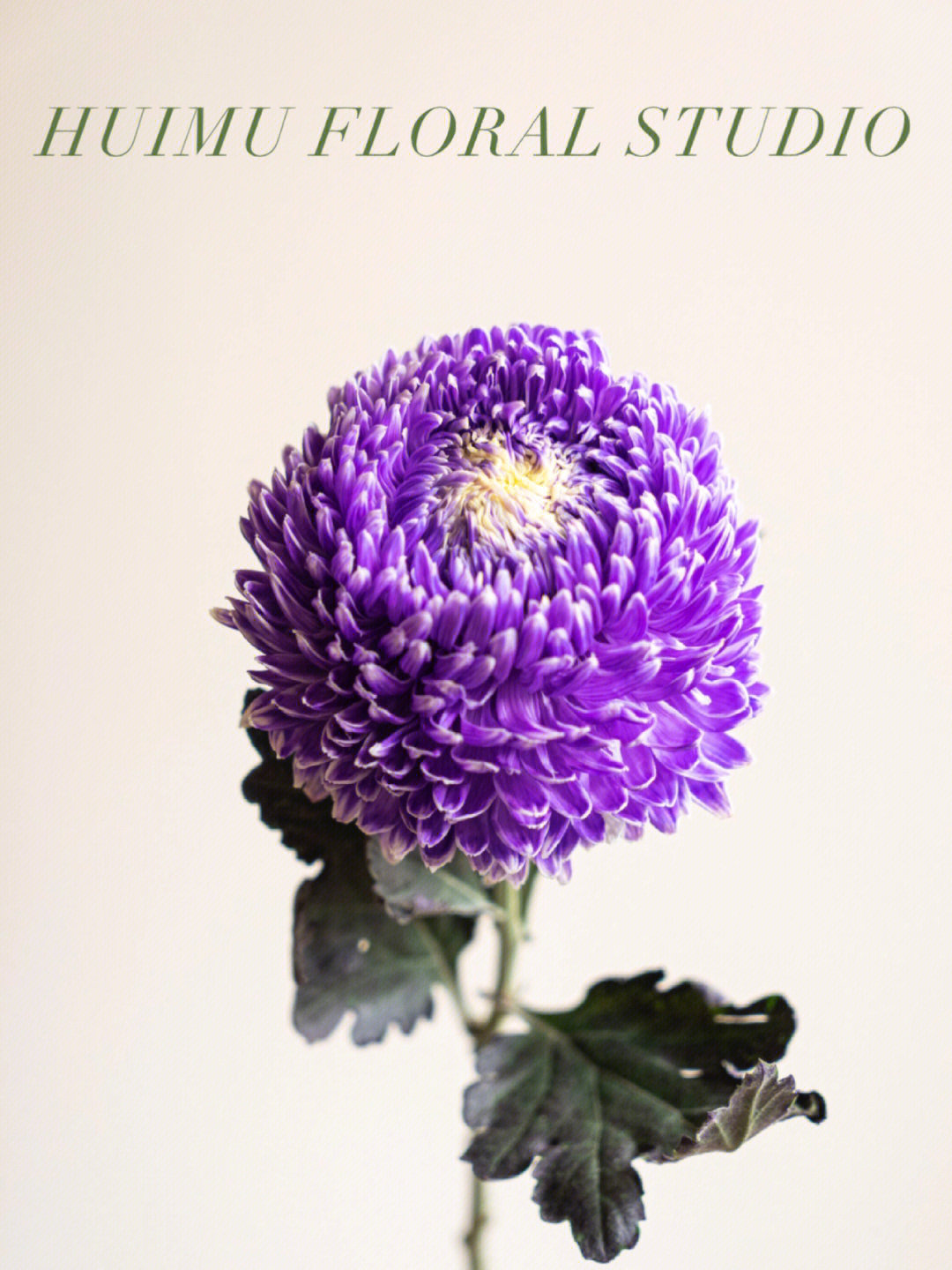huimu花材分享进口紫色牡丹菊
