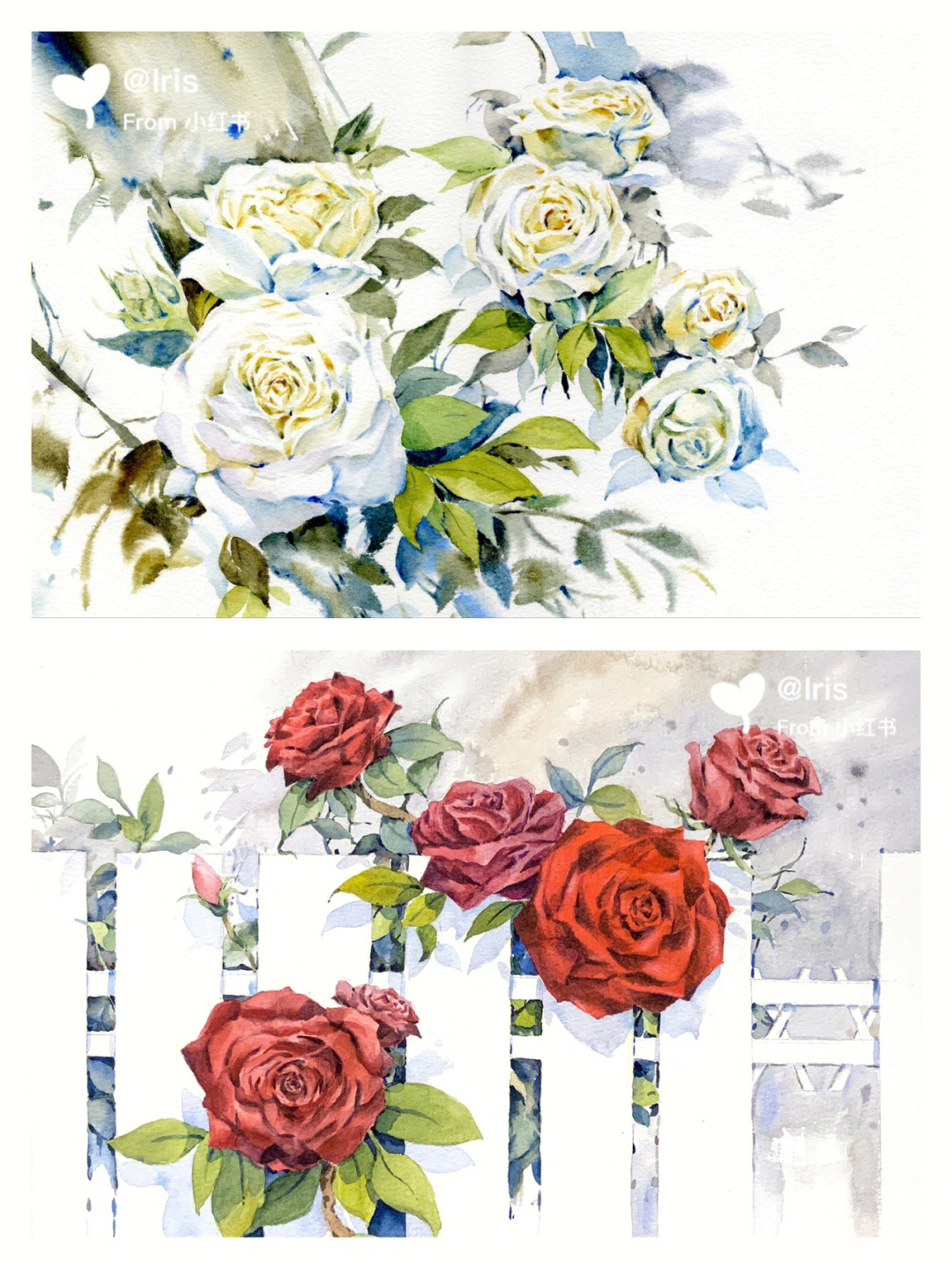 红玫瑰与白玫瑰简谱图片