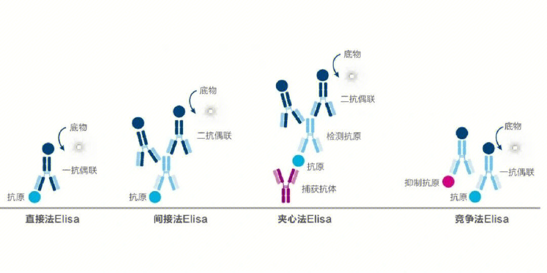 双抗体夹心法示意图图片