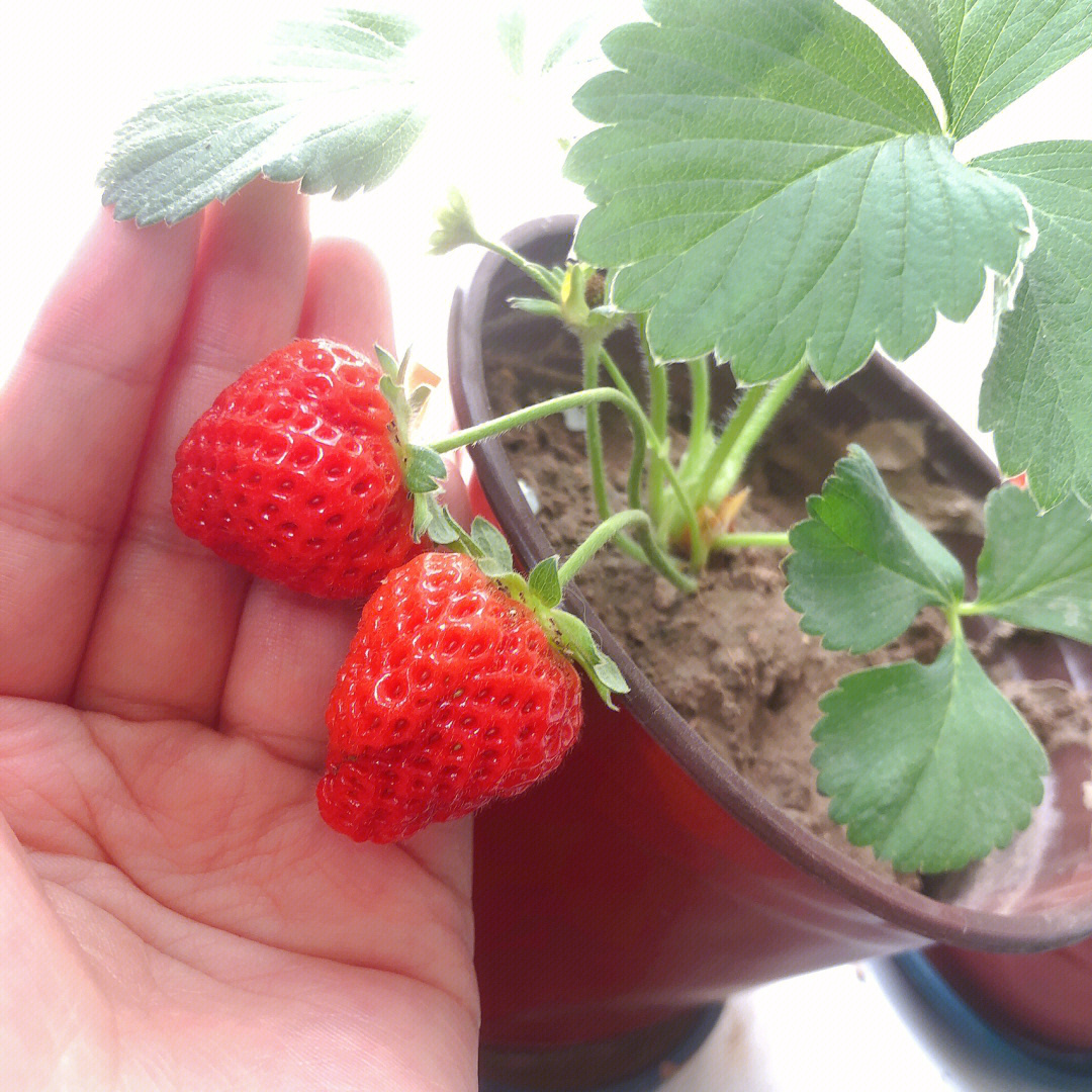 不管不顾的草莓已经长成诱人的红色 而精心照顾的淡雪草莓却半路夭折
