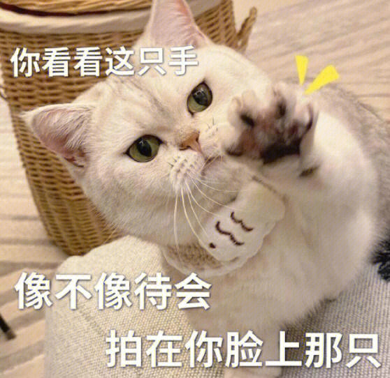 用手按猫咪头的表情包图片