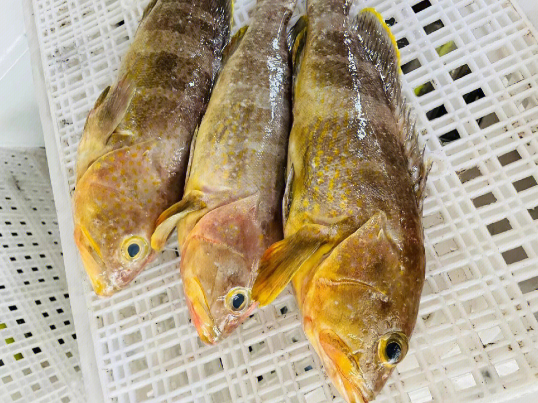 东山岛海鲜野生石斑鱼中的贵族黄丁斑,清蒸更能品尝美味,肉质鲜甜口感
