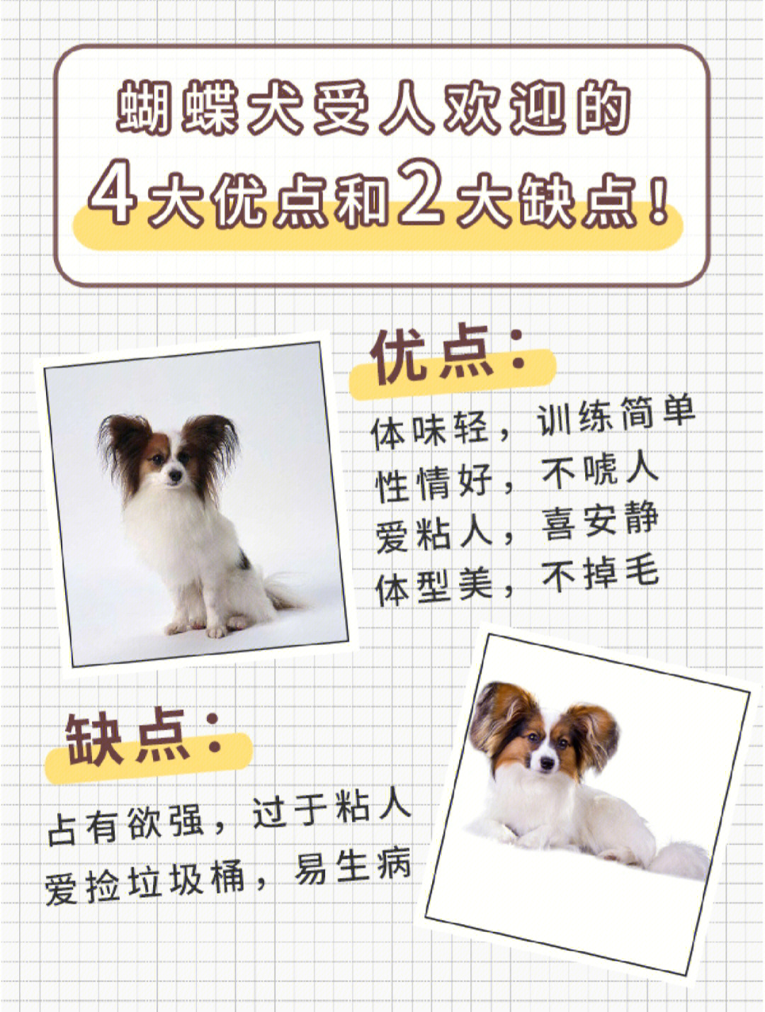 蝴蝶犬智商图片