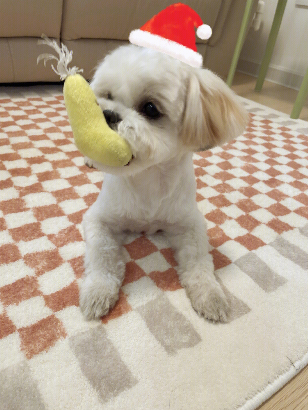 西施犬地包天图片