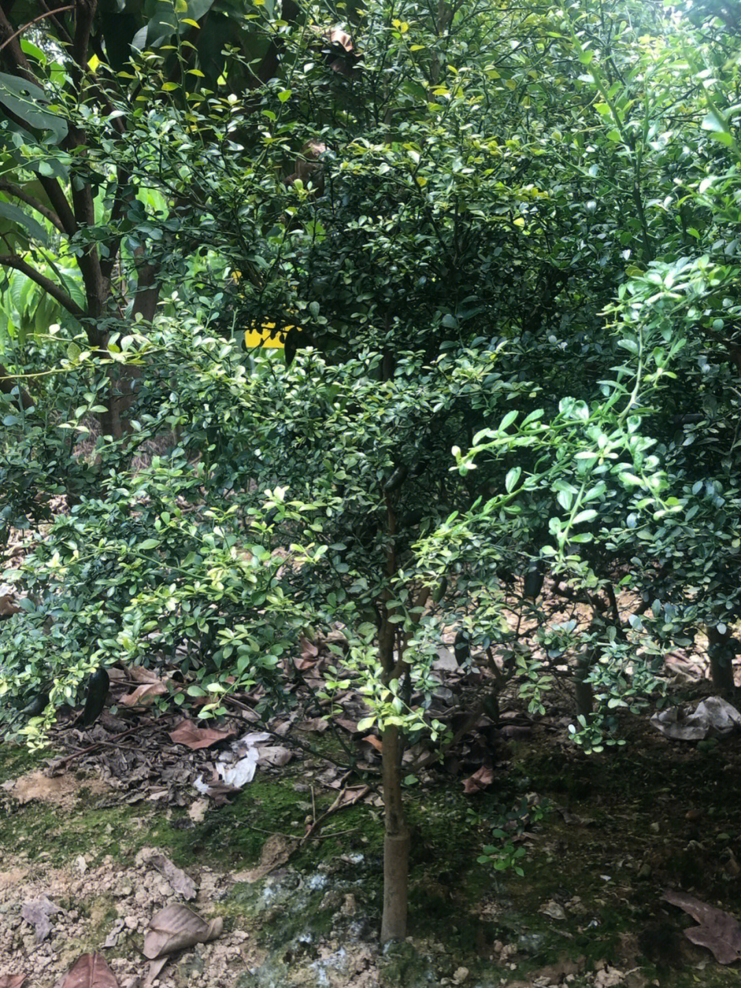 黑檬子树盆景图片