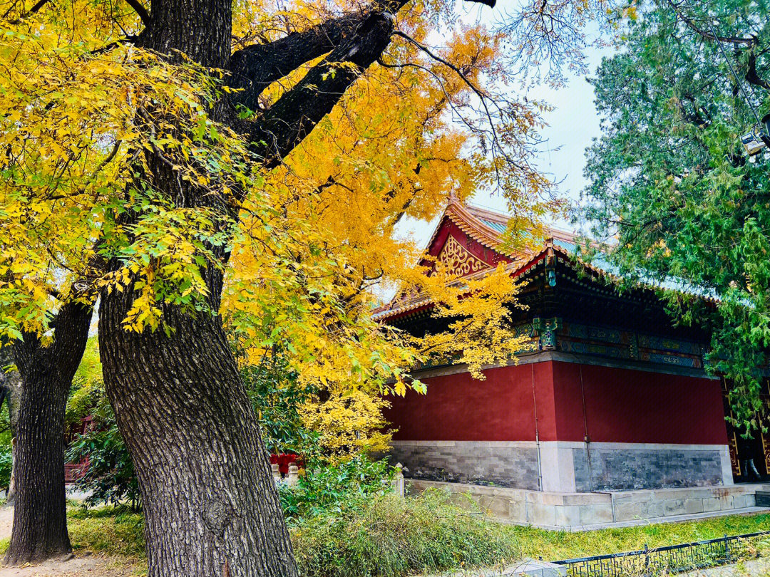 梦回京都花园里卧佛寺