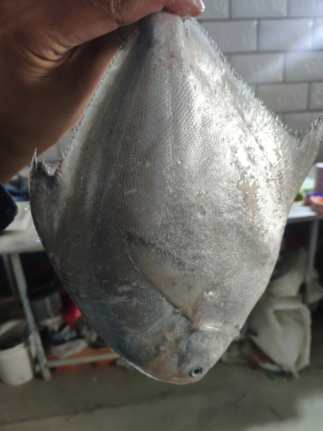 新鲜鲳鱼的品质鱼鳞保存完整
