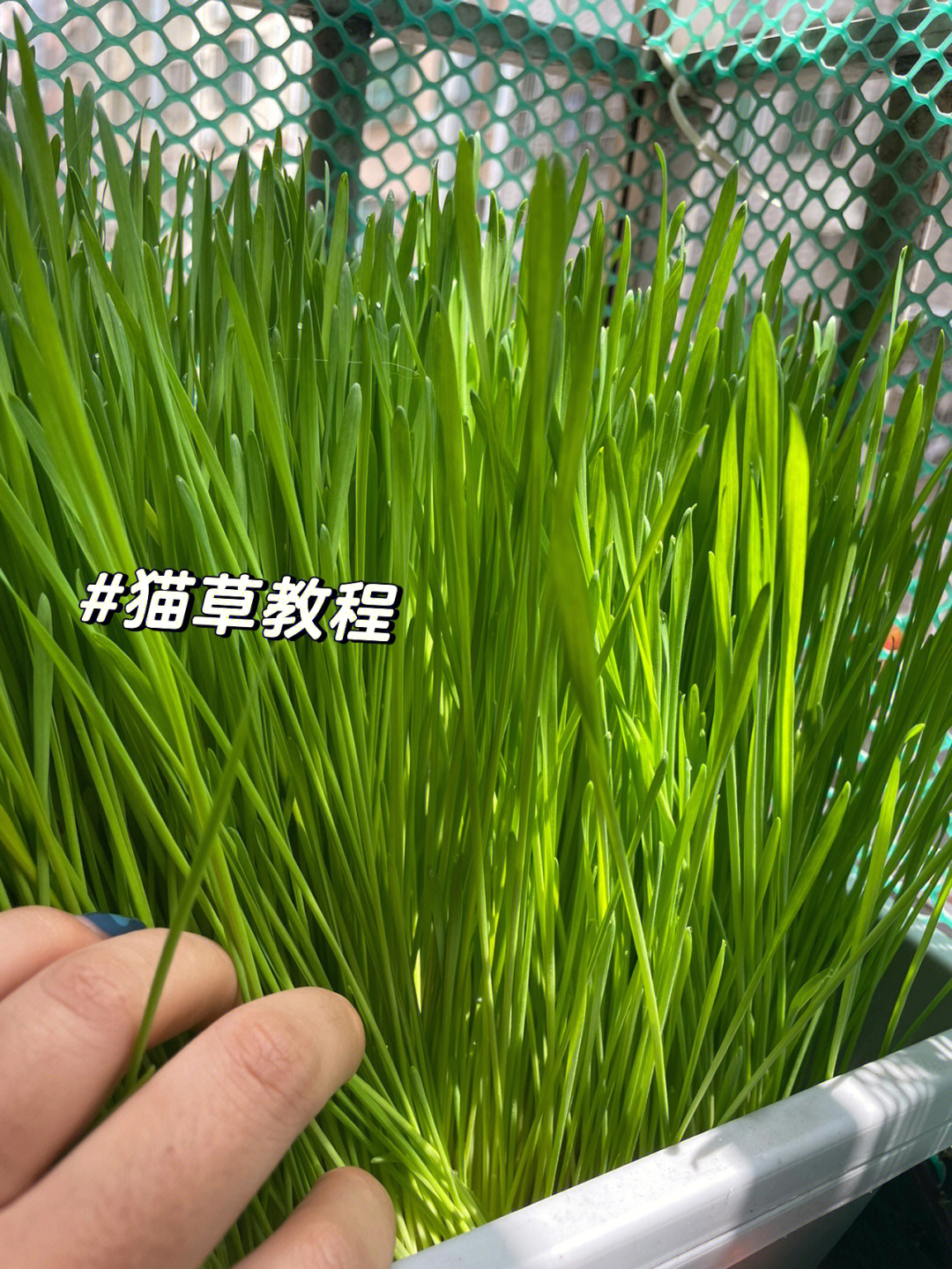 猫草对猫有什么作用图片