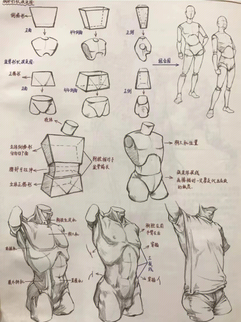 学速写必须了解的人物比例与三大体块