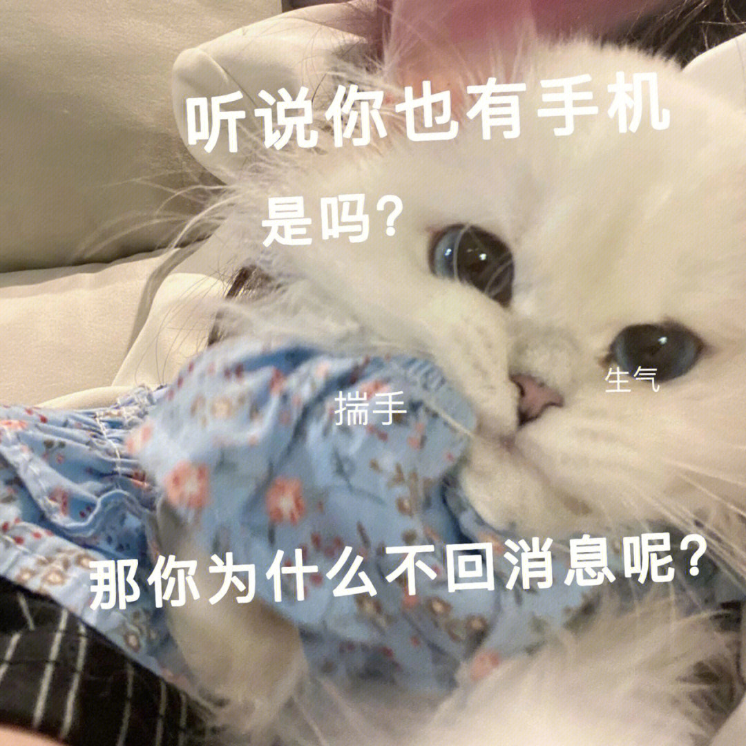 快艾特出你的对象叭#猫猫表情包