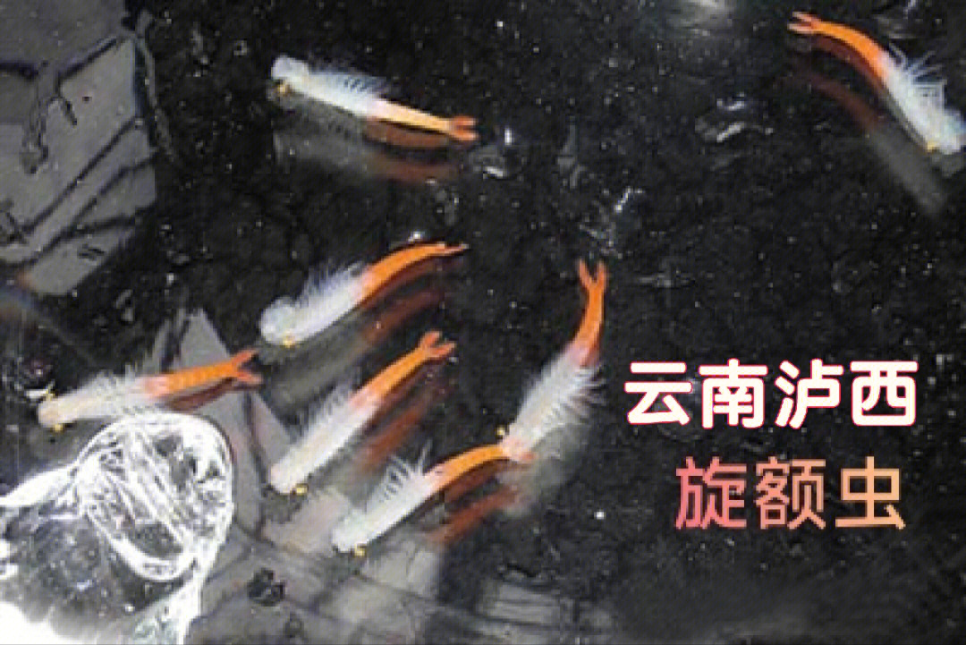 仙女虾和奇虾图片