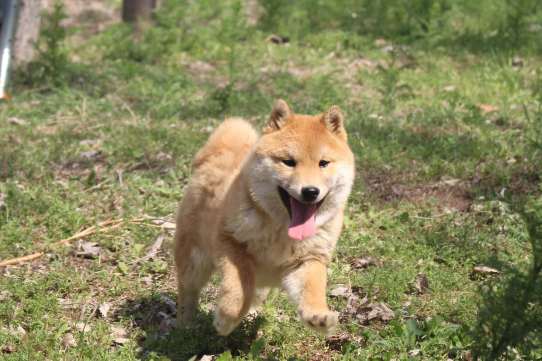 豆柴犬小时候图片