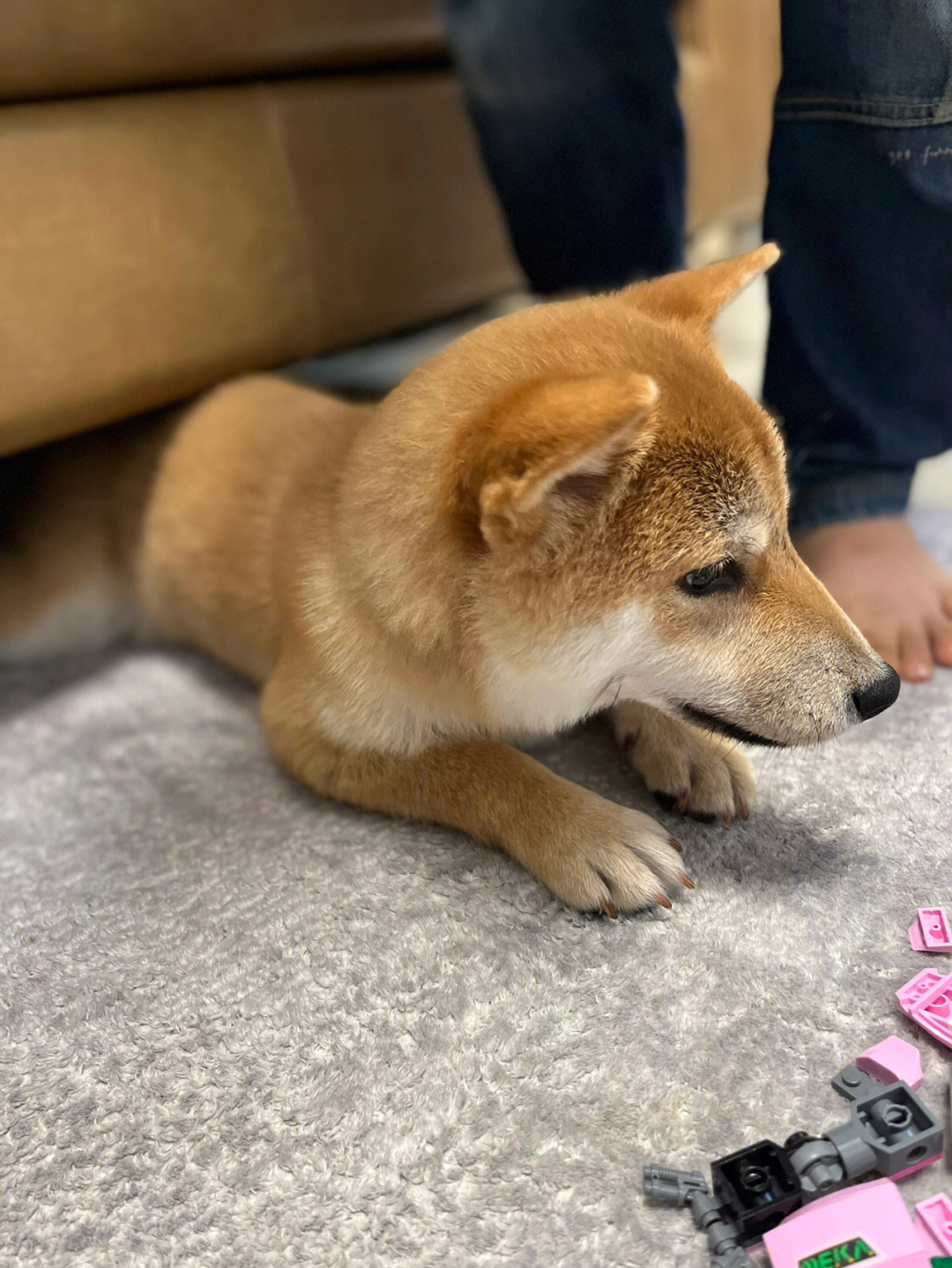 柴犬越来越像中华田园犬了