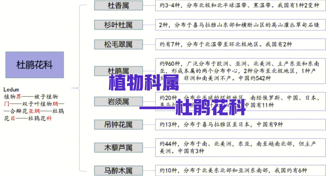 芳疗学习笔记no22植物科属杜鹃花科