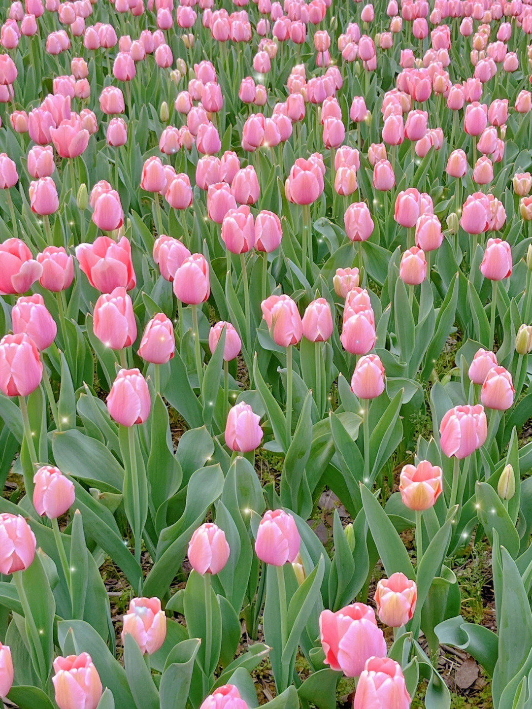 郁金香花海