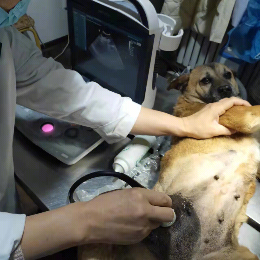 这只救助的流浪狗狗,肚子上有个很大的肿瘤