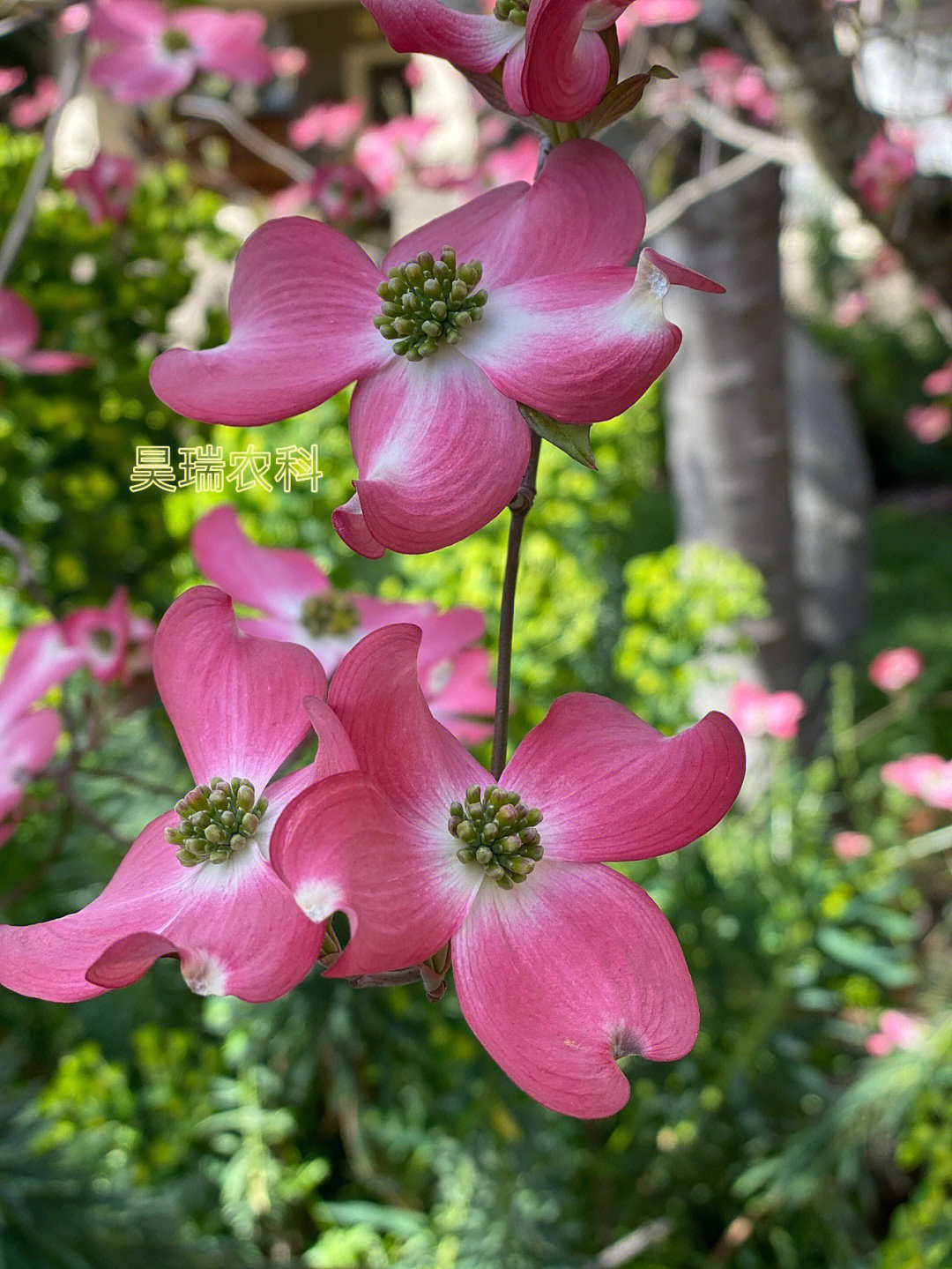 头状四照花果实图片