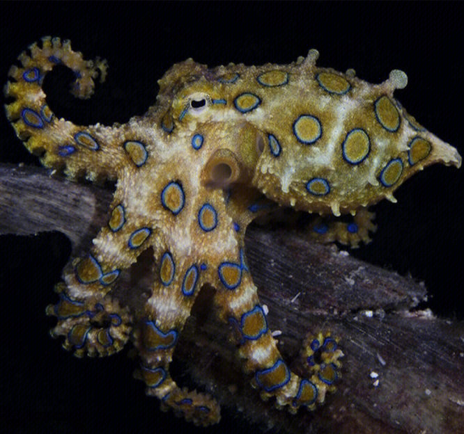 蓝圈章鱼属hapalochlaena