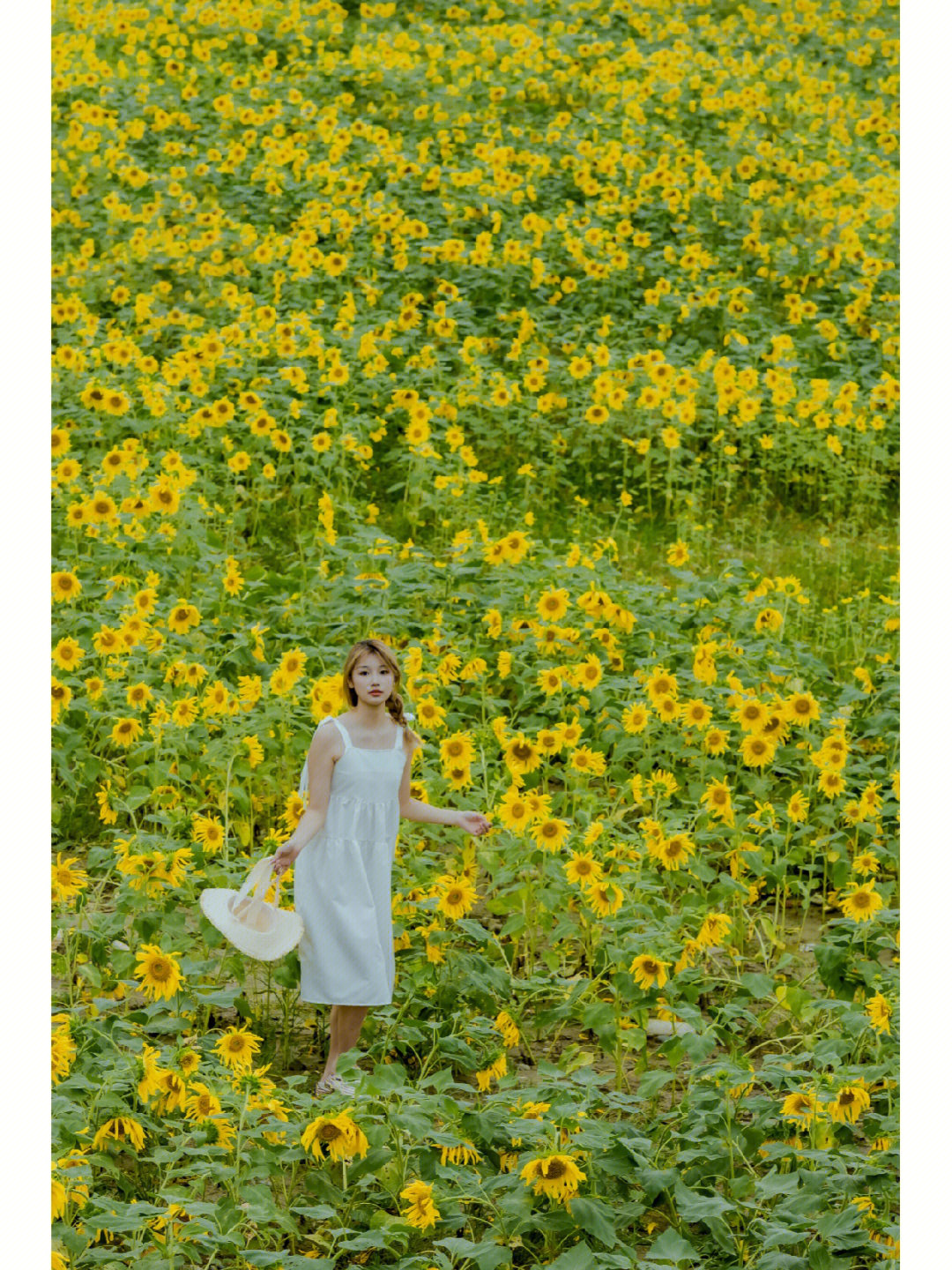 麦田里的向日葵电视剧图片