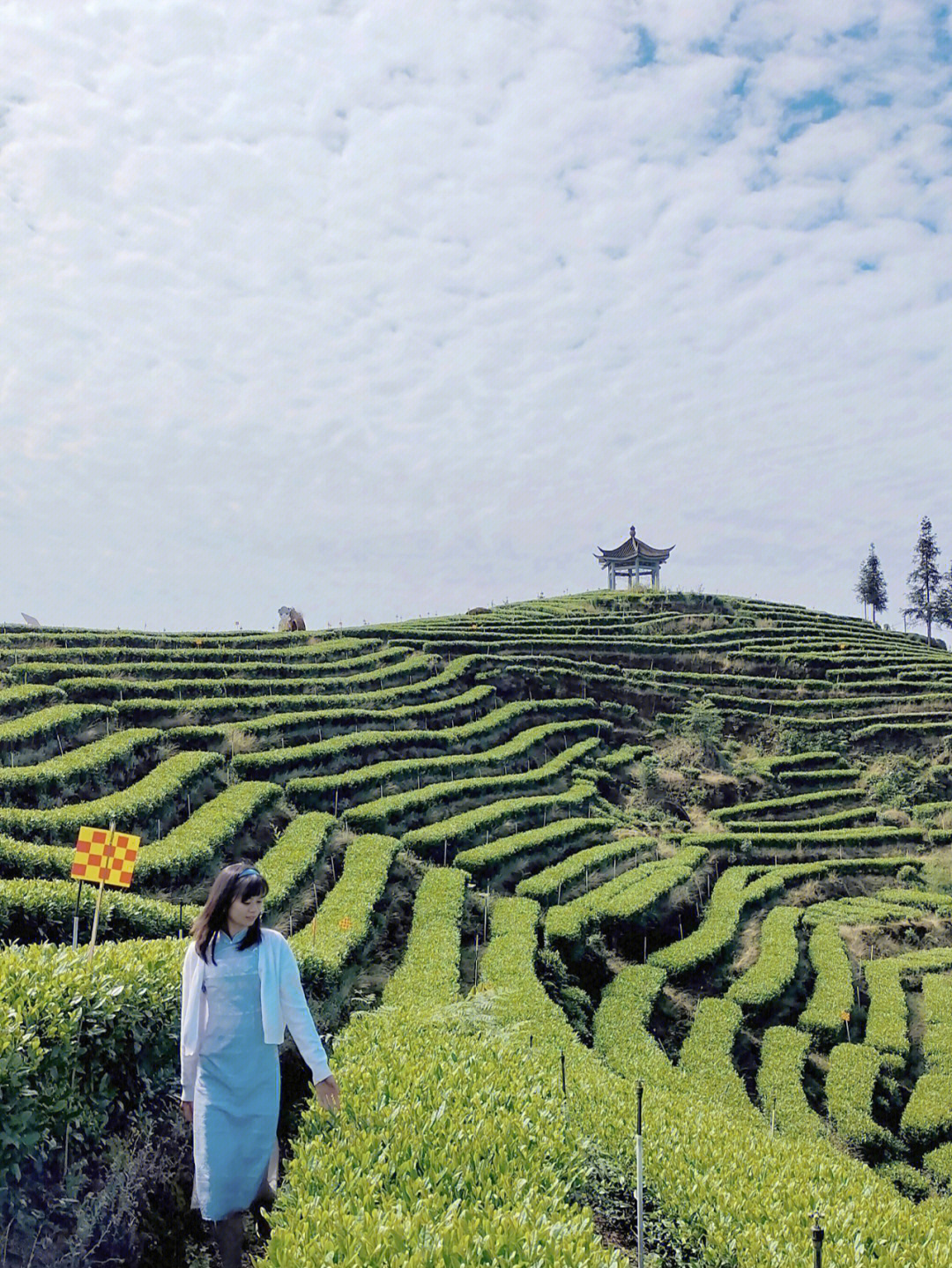 纳溪梅岭茶山公园图片