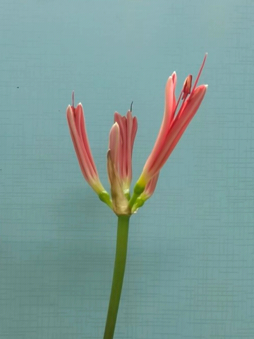 郁金香花茎干瘪图片