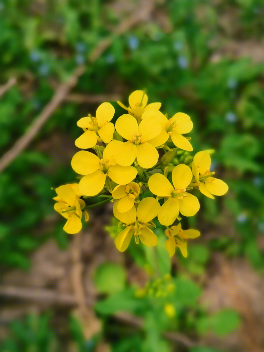 春天的野花