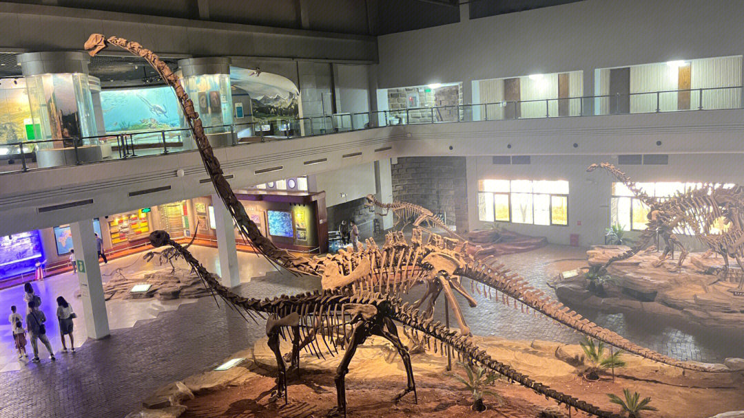 合肥博物馆恐龙图片