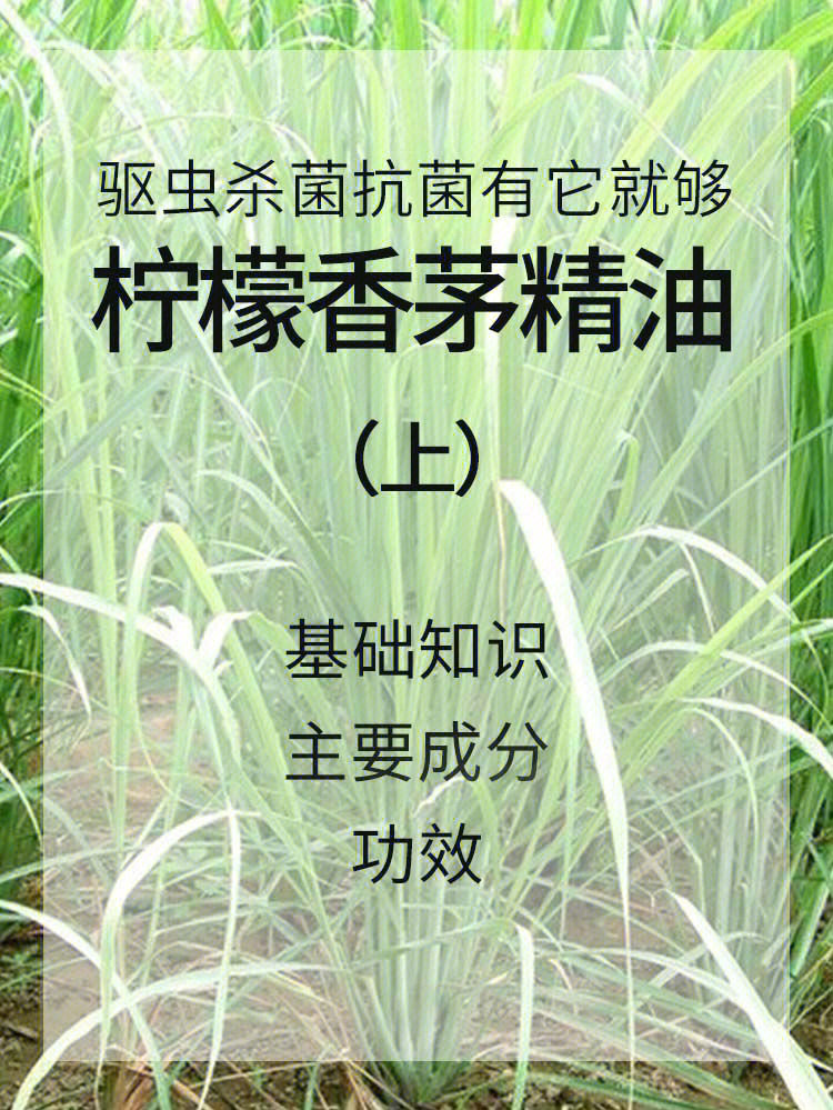 香茅根的作用图片