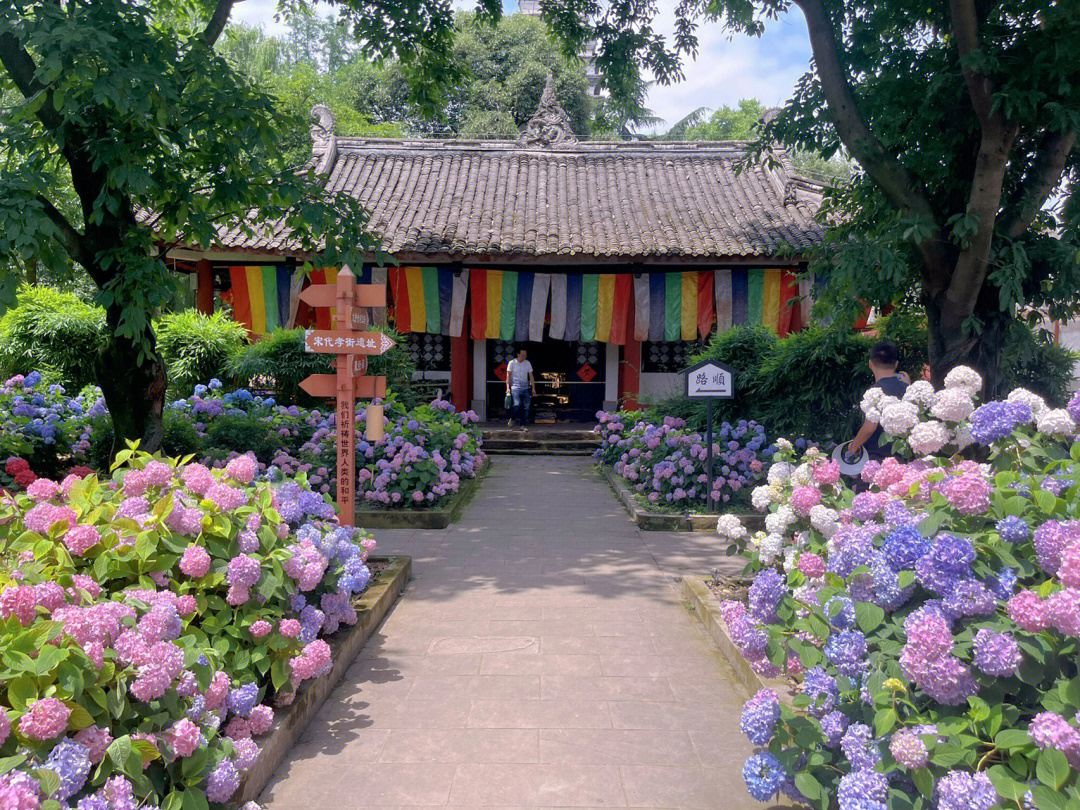 日本绣球花寺庙图片图片