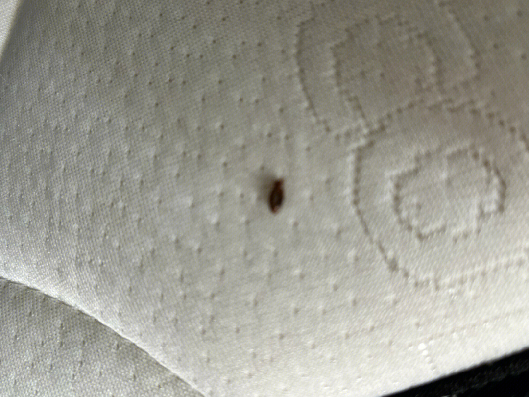 在上海住一定要揭掉床背的膜都是虫啊啊啊